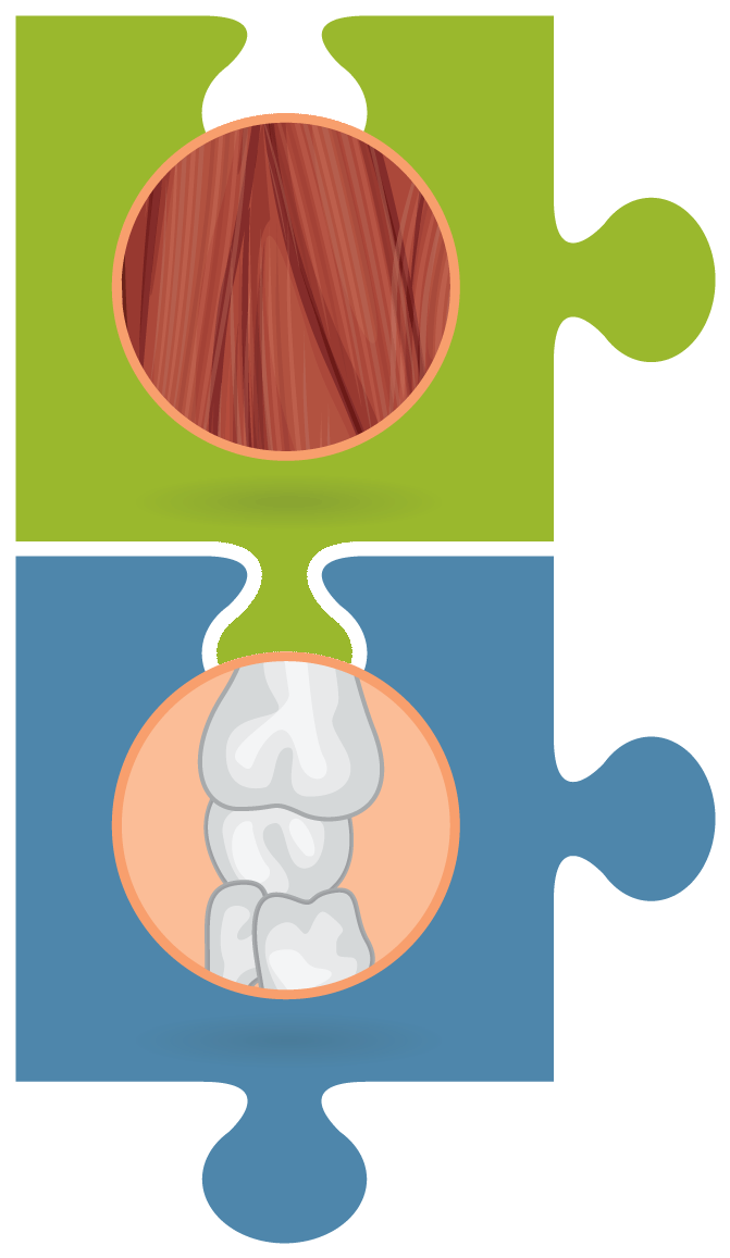 Muscles Clipart Musculoskeletal System - Muscle - Png Download (780x1250), Png Download