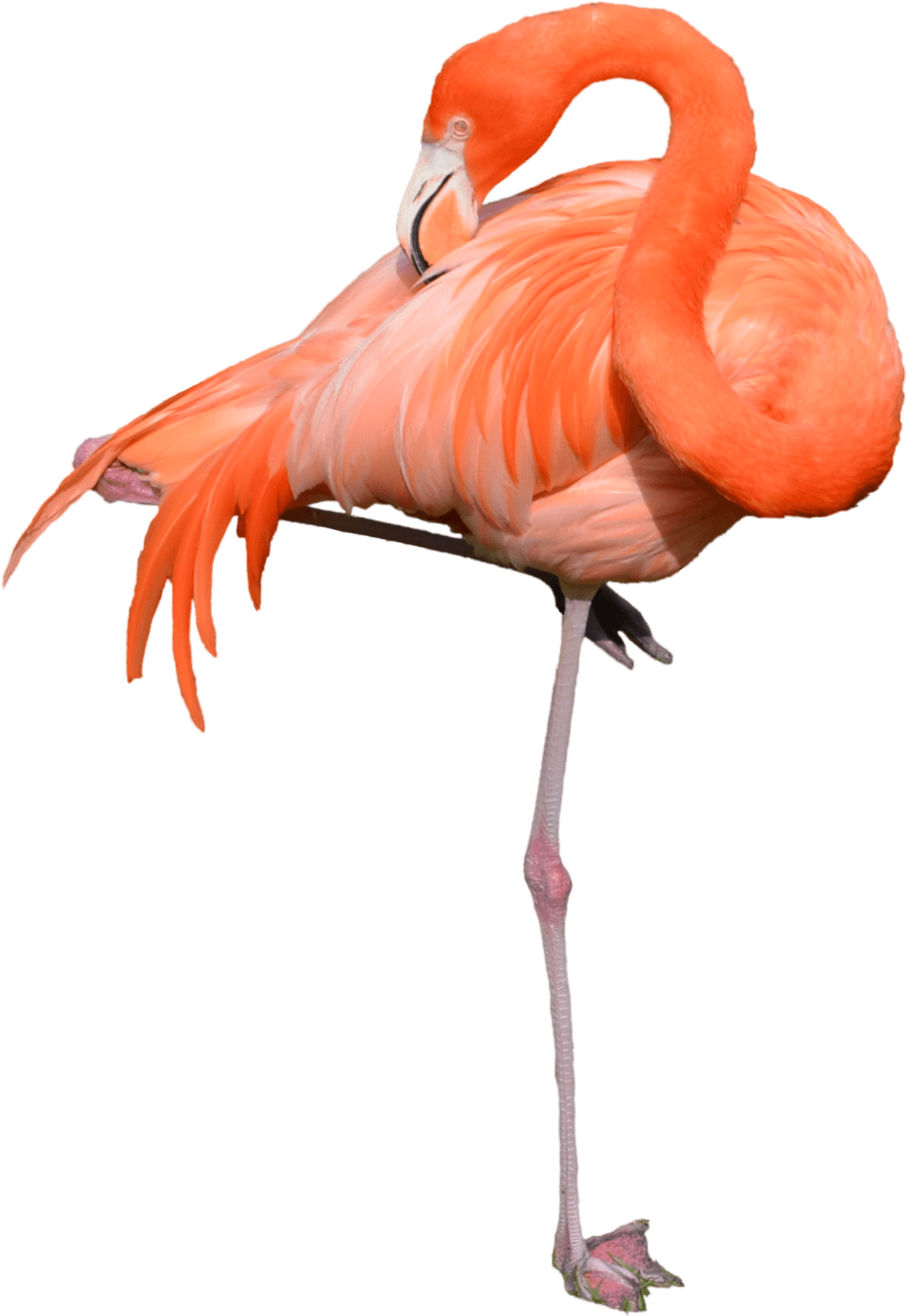 Flamingo Clipart Transparent Background - Flamingo Transparent - Png Download (1600x1995), Png Download