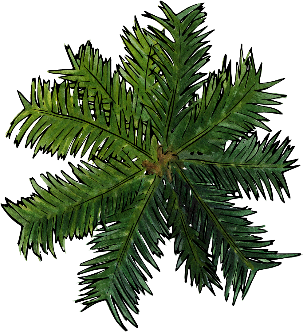 Coconut Tree View Transprent - Palm Trees Clipart (986x1082), Png Download