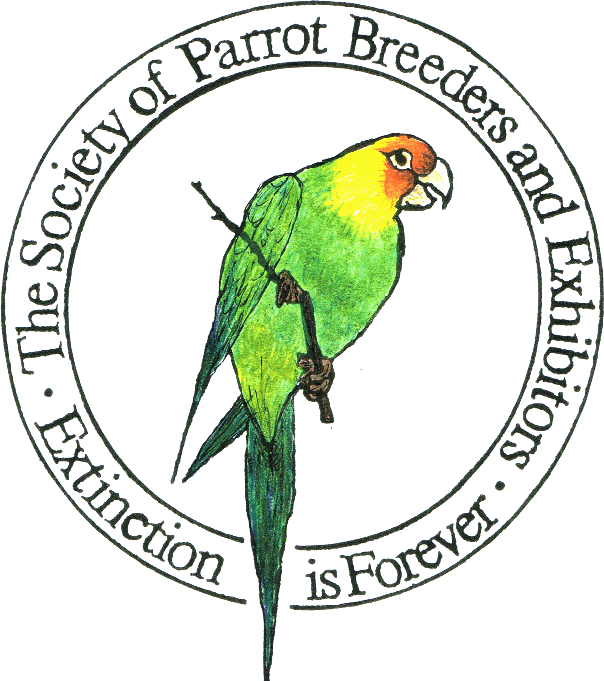 Download Clipart Transparent Stock A New Contemporary - Parrot - Png Download (1992x2274), Png Download