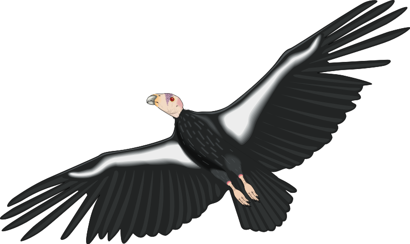 Free Vector Bird - Condor Clip Art - Png Download (800x477), Png Download