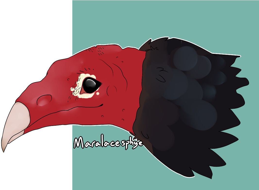 The Entire Class Of Aves Me - Turkey Vulture Clipart (1154x900), Png Download