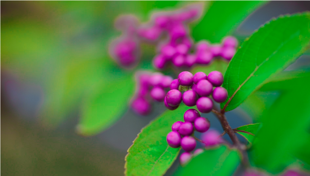 Hd Www Linux Apps Com Score - Berry Clipart (1000x1000), Png Download