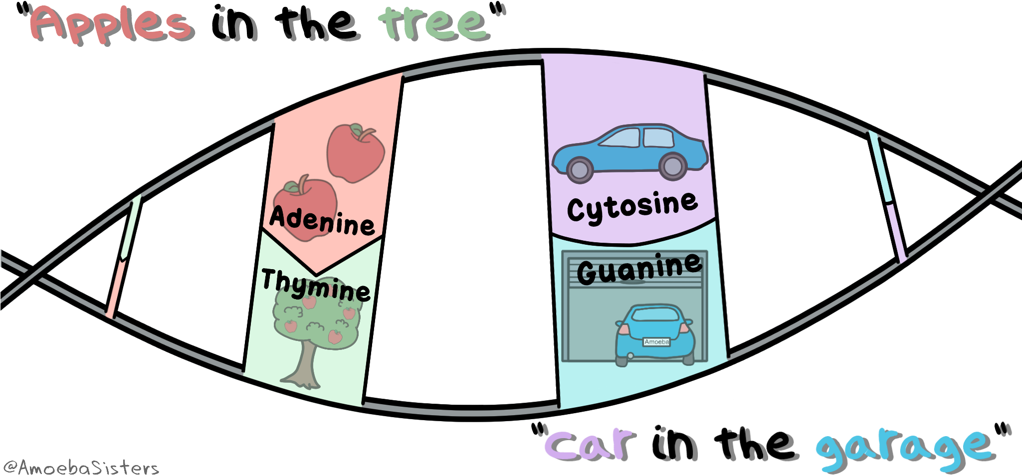 A Mnemonic Device To Remember The Dna Bases A Goes - Apples In The Tree Cars In The Garage Clipart (2048x1024), Png Download
