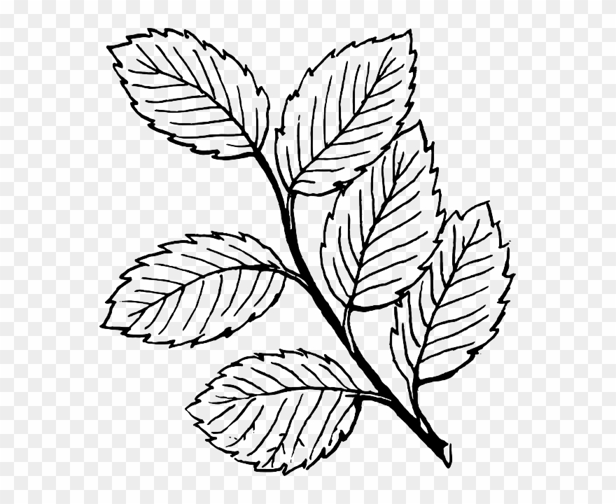 Black, Fall, Outline, Drawing, Leaf, Tree, White - Clipart Black And White Leaves - Png Download
