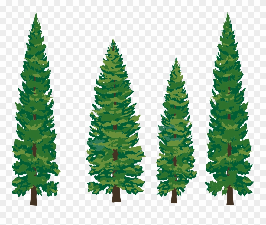 Clip Art Pine Tree - Pine Tree Illustration Png Transparent Png