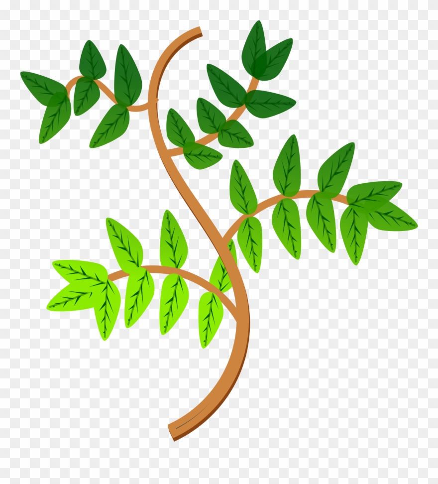 Leaves And Branches Icons - Branches Of Plant Clipart - Png Download