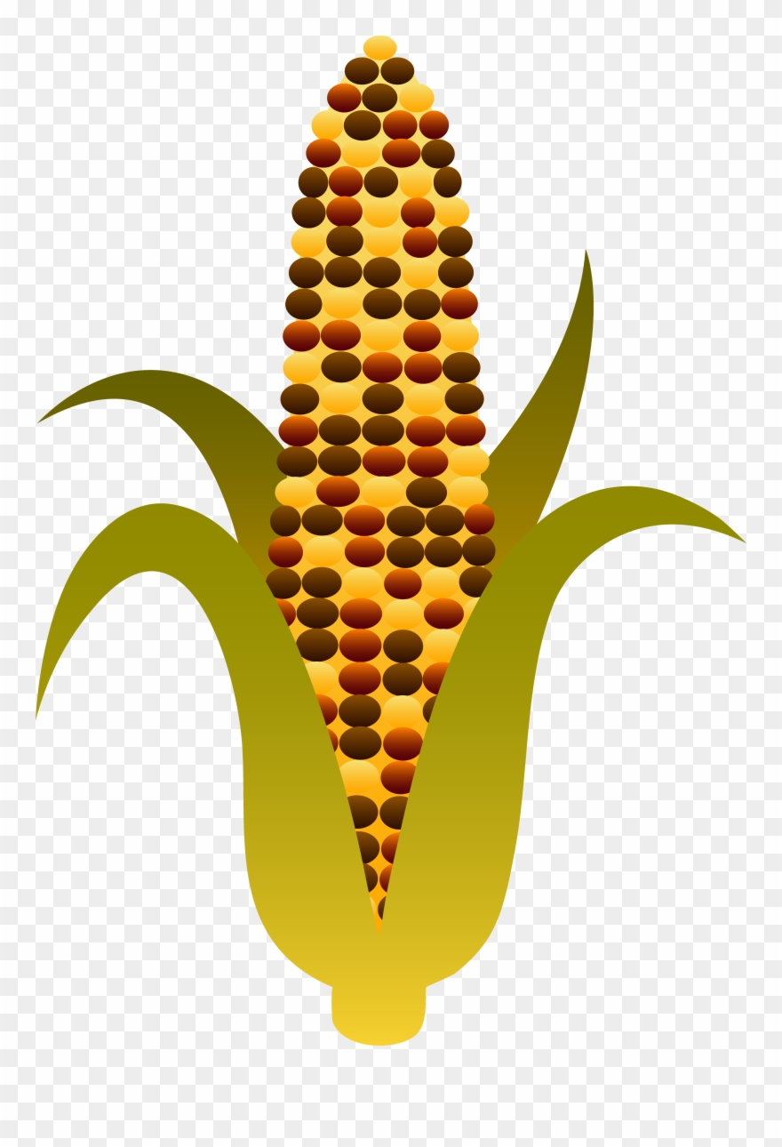 Indian Harvest Corn Maize - Indian Corn Clipart - Png Download