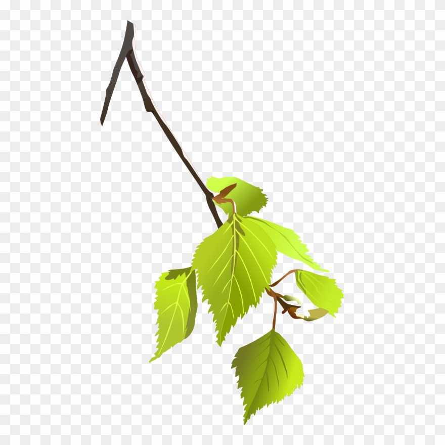Paper Birch Leaf Tree Branch Computer Icons - Clipart Birch - Png Download