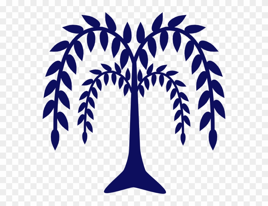 Drawing Weeping Willow Tree Clipart