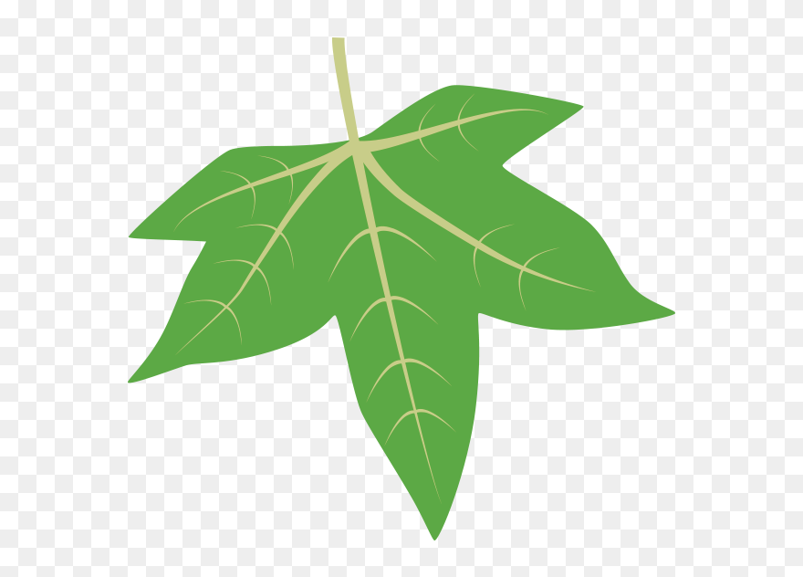 Honeylocust - Maple Leaf Clipart