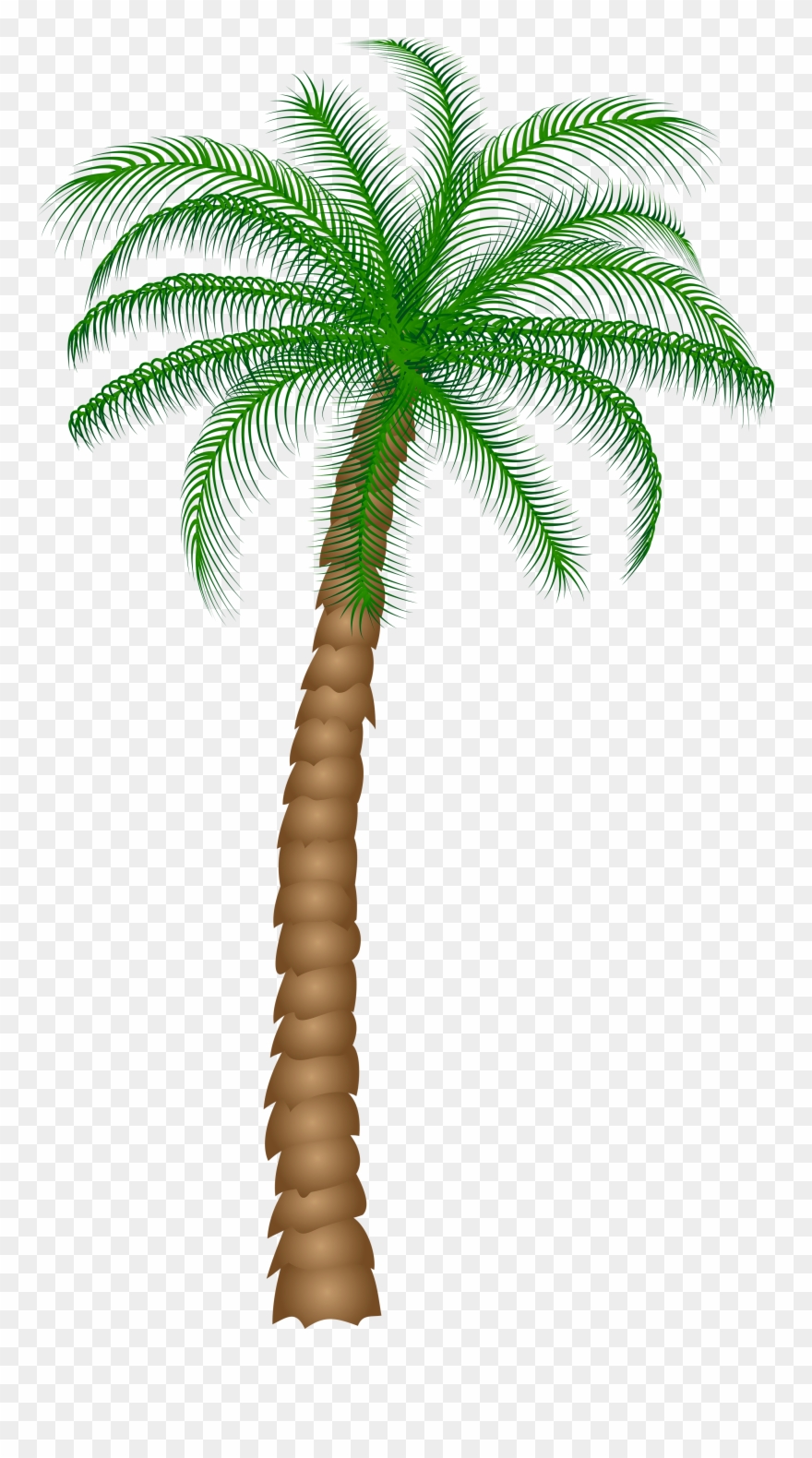 Date Palm Fruit Tree Clipart - Png Download