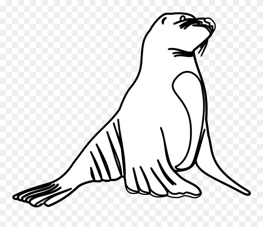 Free Banana Tree Drawing, Download Free Clip Art, Free - Sea Lion White And Black - Png Download