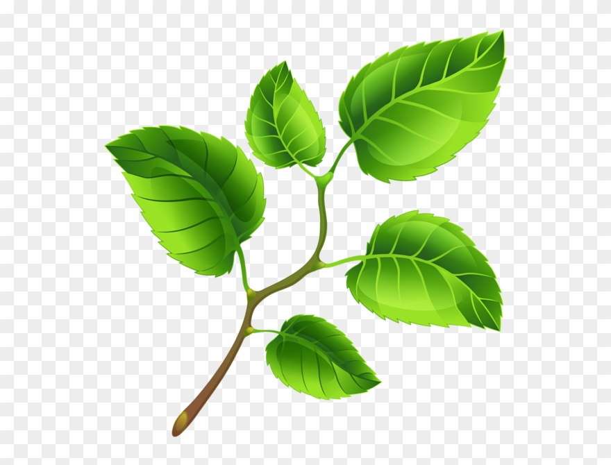 Spring Tree Clipart Transparent - Ветка С Листьями Арт - Png Download