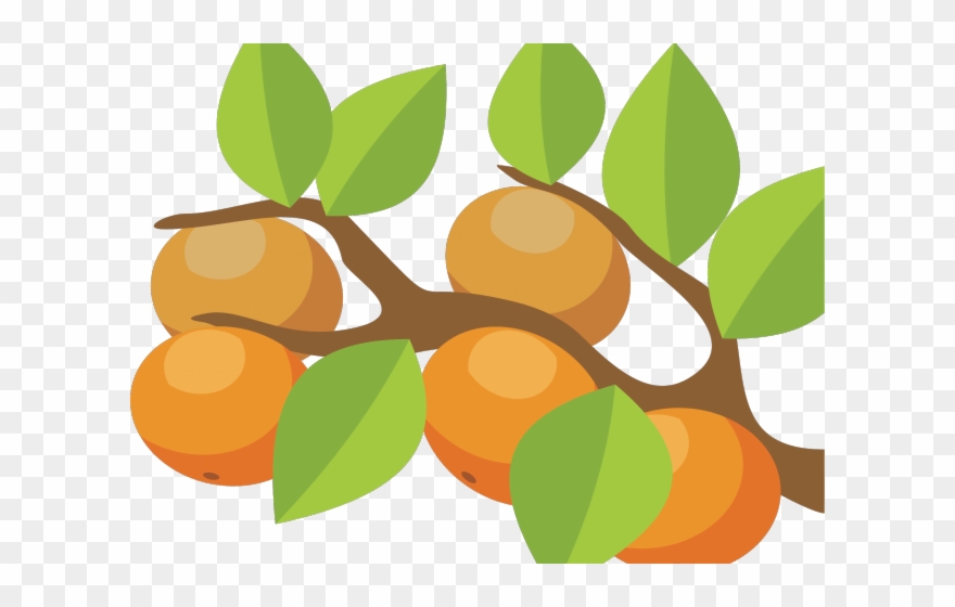 Orange Fruit Clipart Orange Tree - Pohon Jeruk Kartun - Png Download