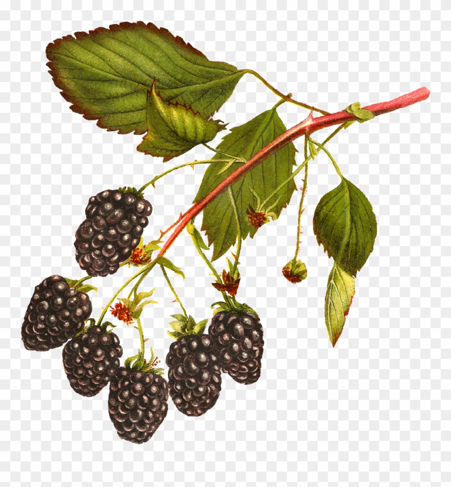 Blackberry Clipart Clip Art - Blackberry Fruit Png Rama Transparent Png