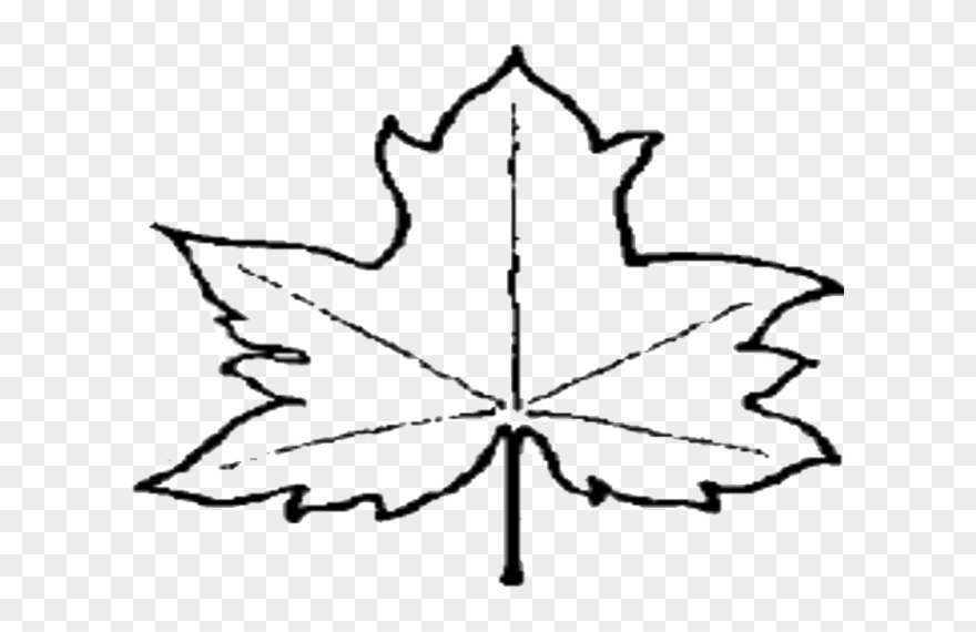 Leaf Outline Pictures Clipart Free To Use Clip Art - Leaf Outline Png File Transparent Png