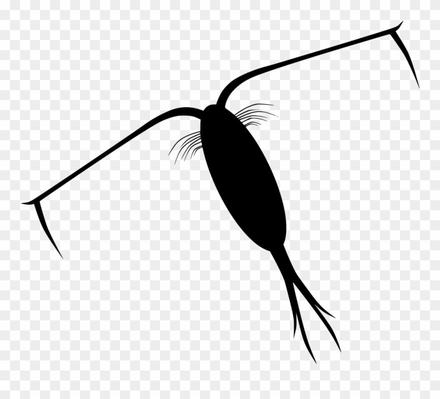 Plankton And Karen Ocean Phytoplankton Zooplankton - Zooplankton Silhouette Clipart