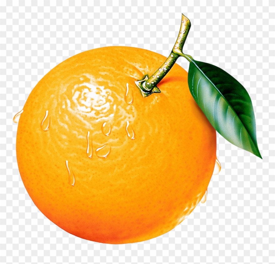 Orange Tree Clipart - Orange Images Clip Art - Png Download