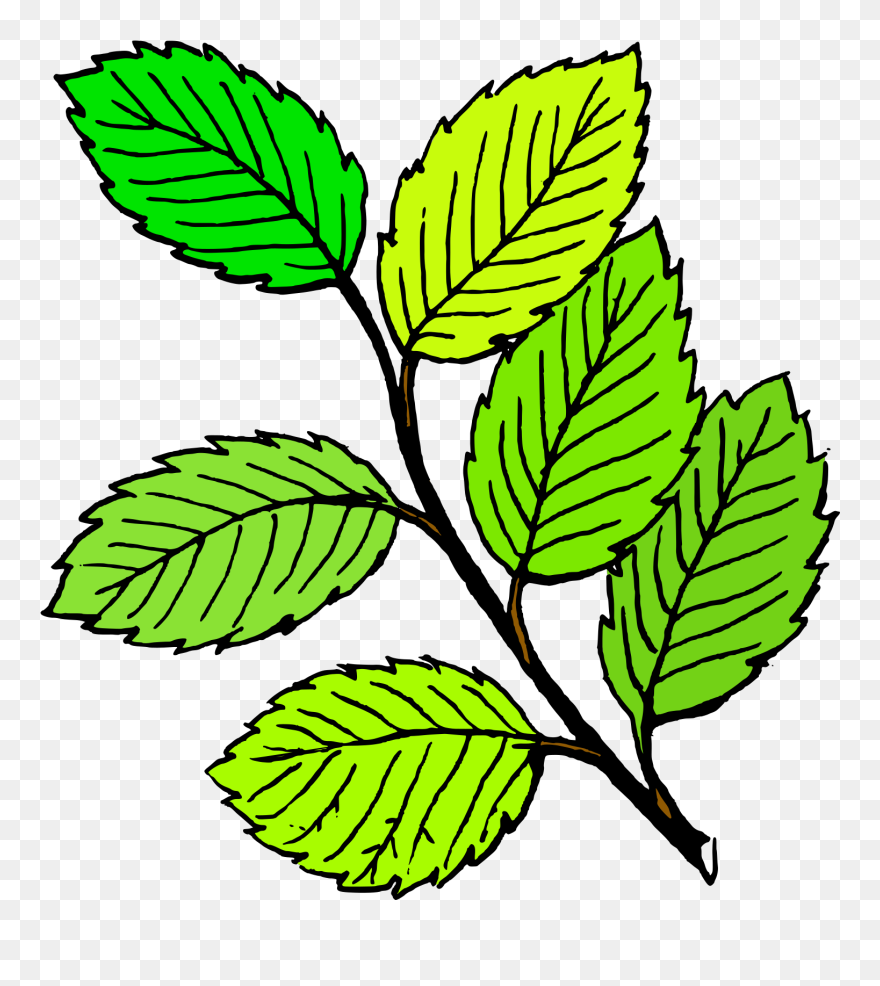 Leaf - Clipart - Clip Art Of Leaves - Png Download
