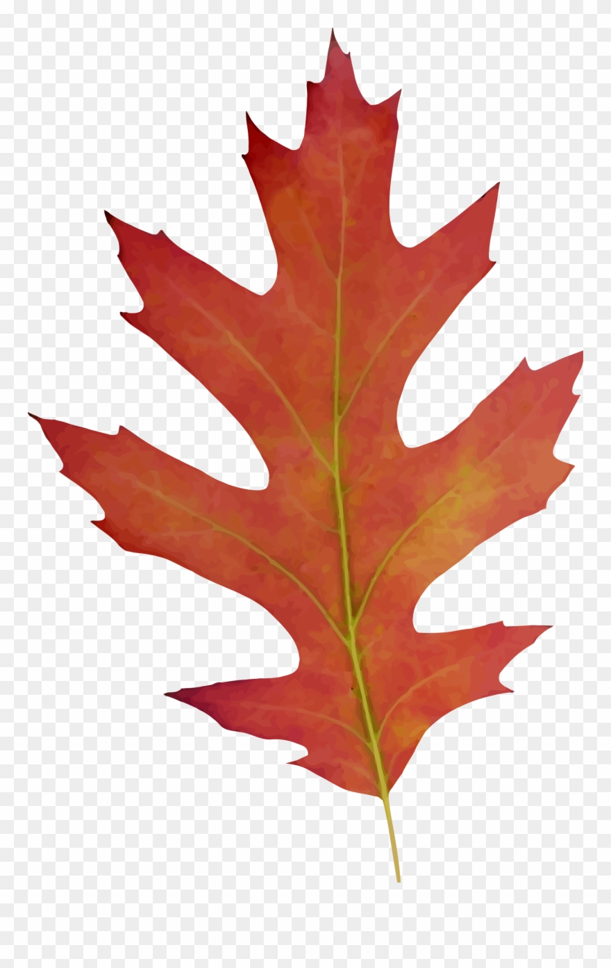 Big Image - Oak Leaf Fall Drawing Clipart