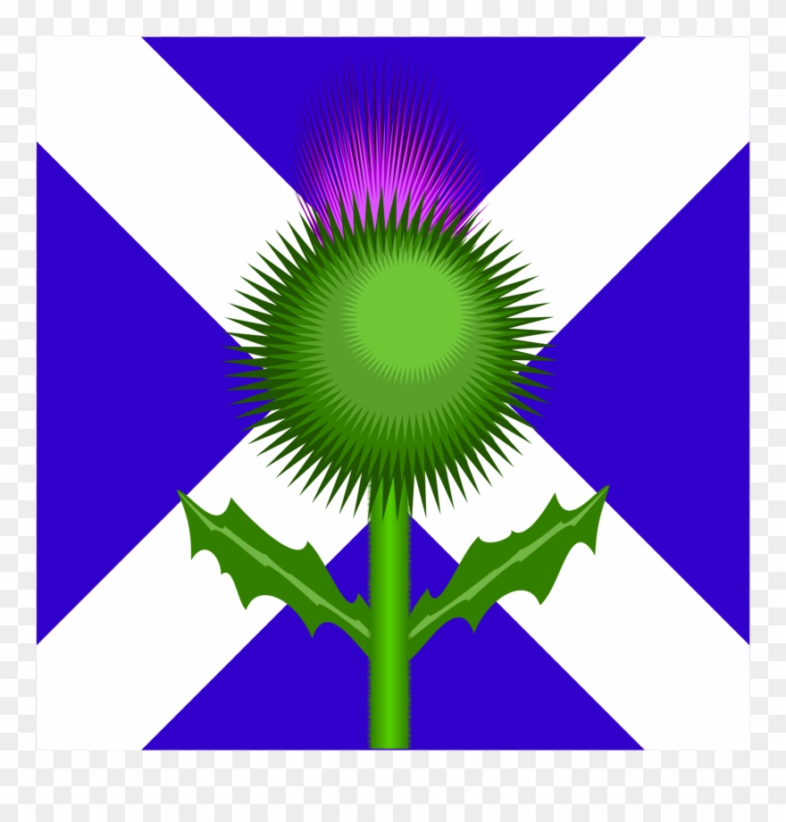 Scottish Thistle And Flag Clipart, Vector Clip Art - Scottish Flag With Thistle - Png Download
