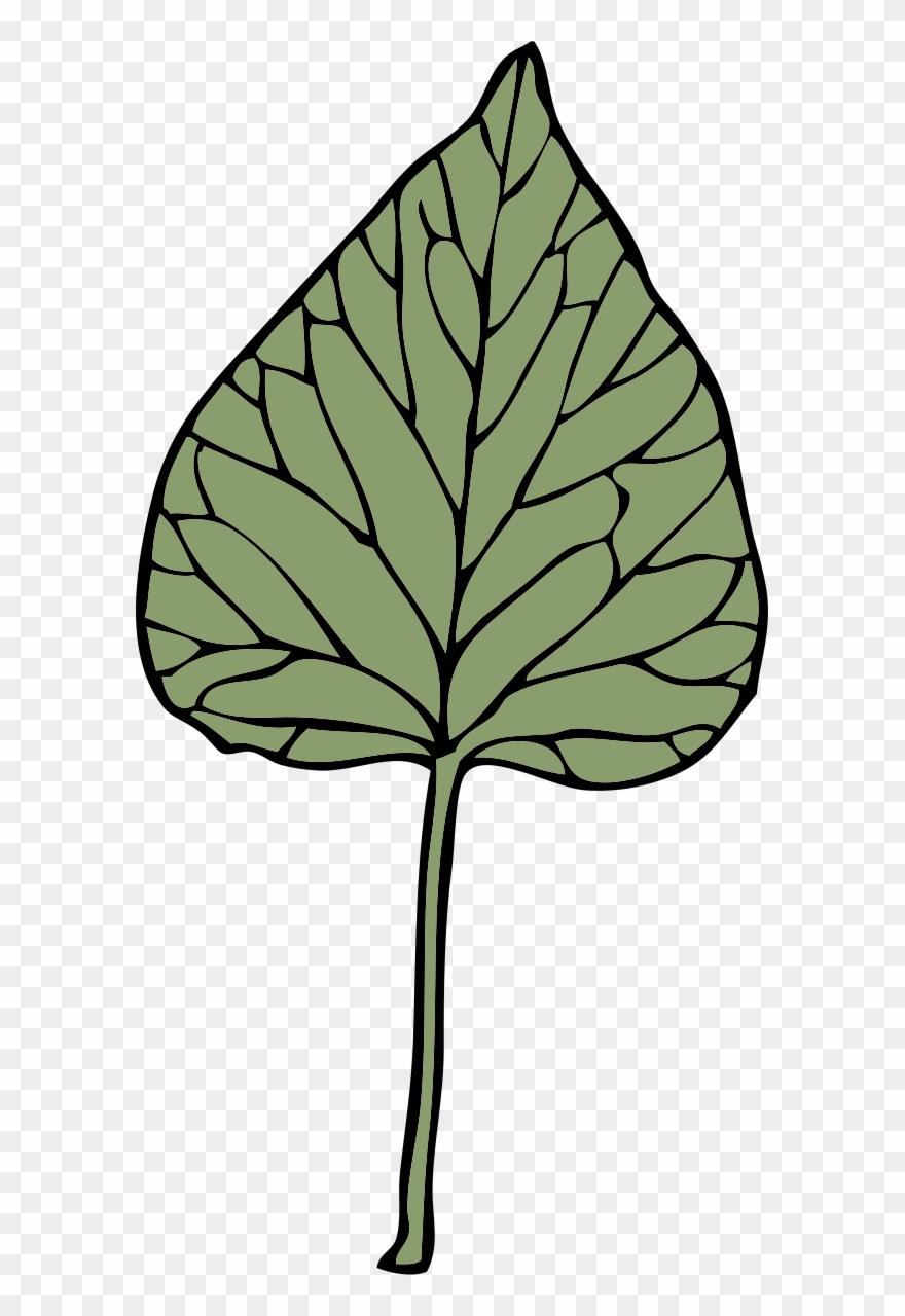Leaf Growing Cliparts - Clip Art - Png Download