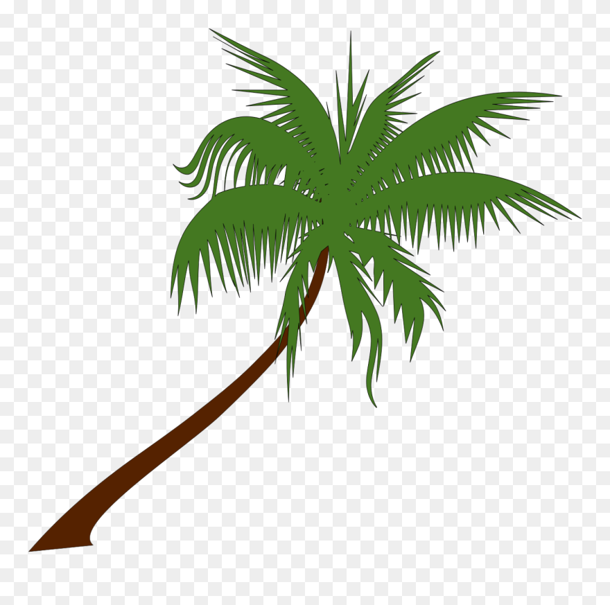 Clipart Info - Palm Tree Vector Png Transparent Png