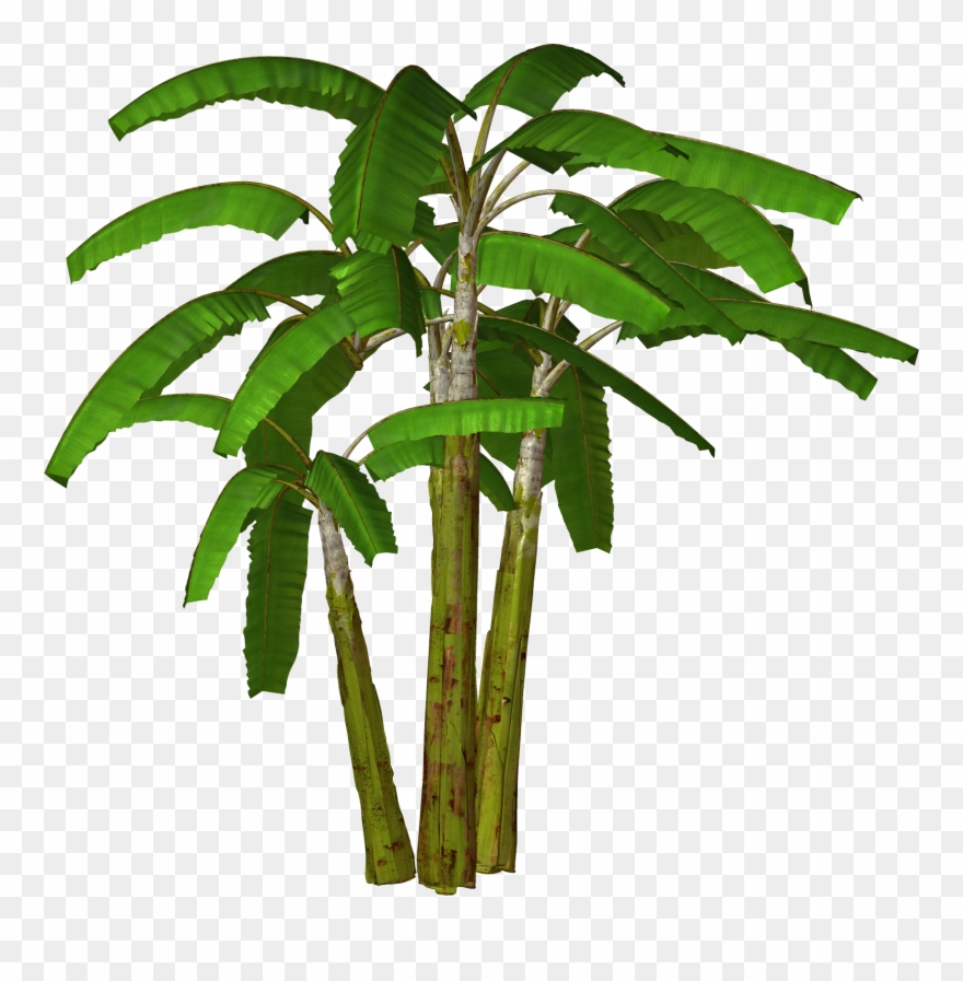 Palm Tree Clipart - Banana Tree Clipart Png Transparent Png