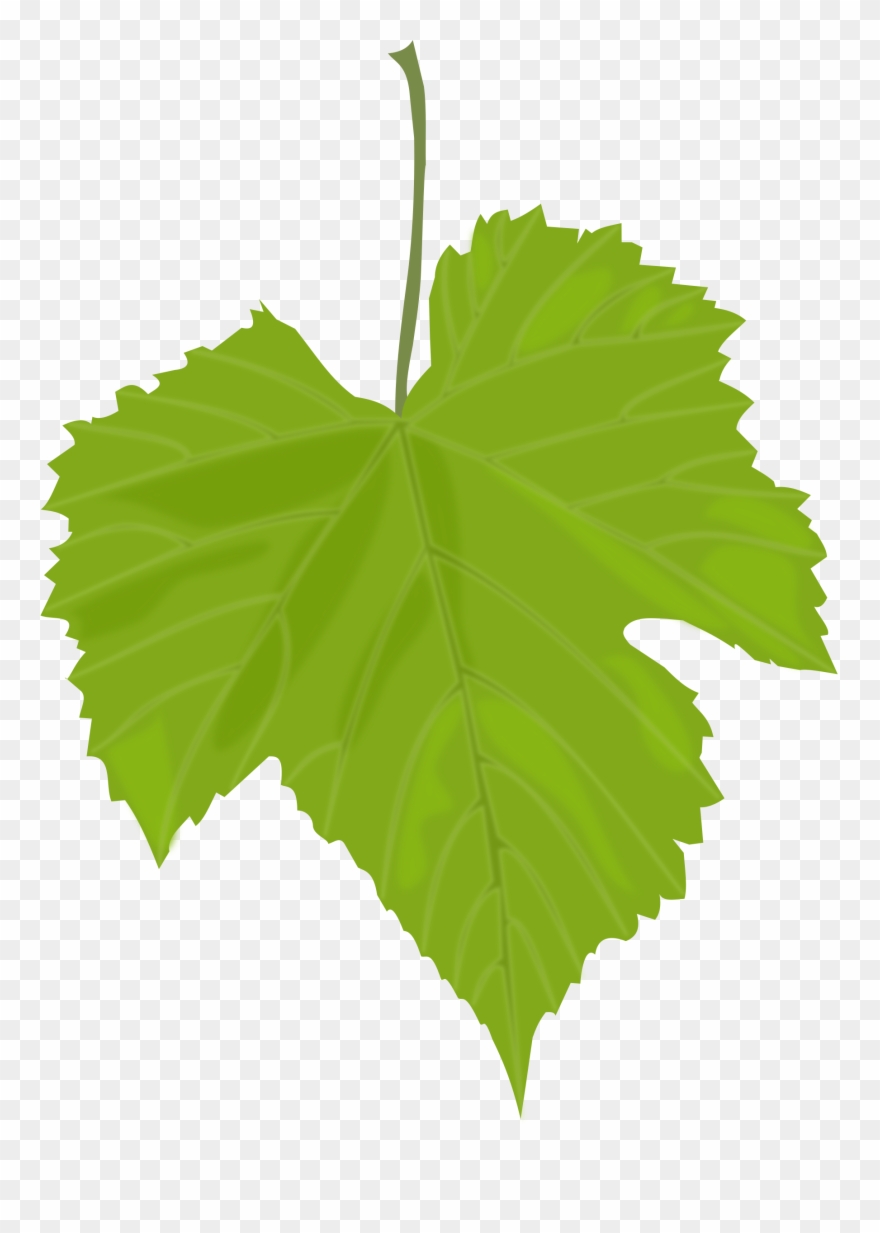 Leaves Clipart Birch Leaf - Grape Leaf Clip Art - Png Download