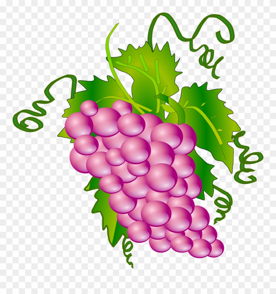 Free To Use Public Domain Plants Clip Art - Custom Wine Grapes Shower Curtain - Png Download