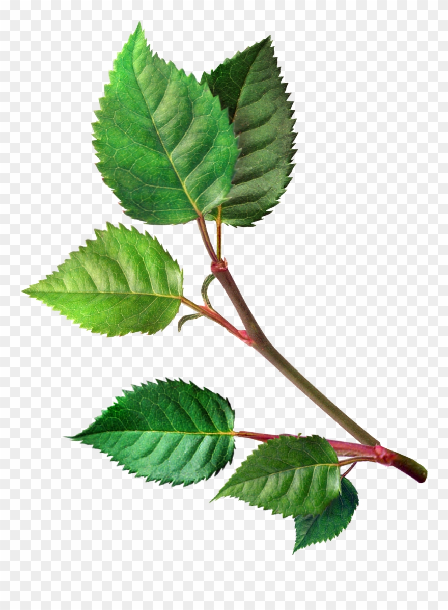 Garden Roses Flower Blog Clip Art Beautiful Roses Leaves Png