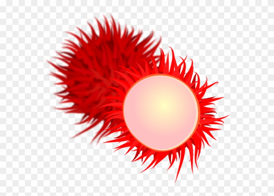 Free Rambutan Fruit Clip Art - Rambutan Fruit Clipart - Png Download
