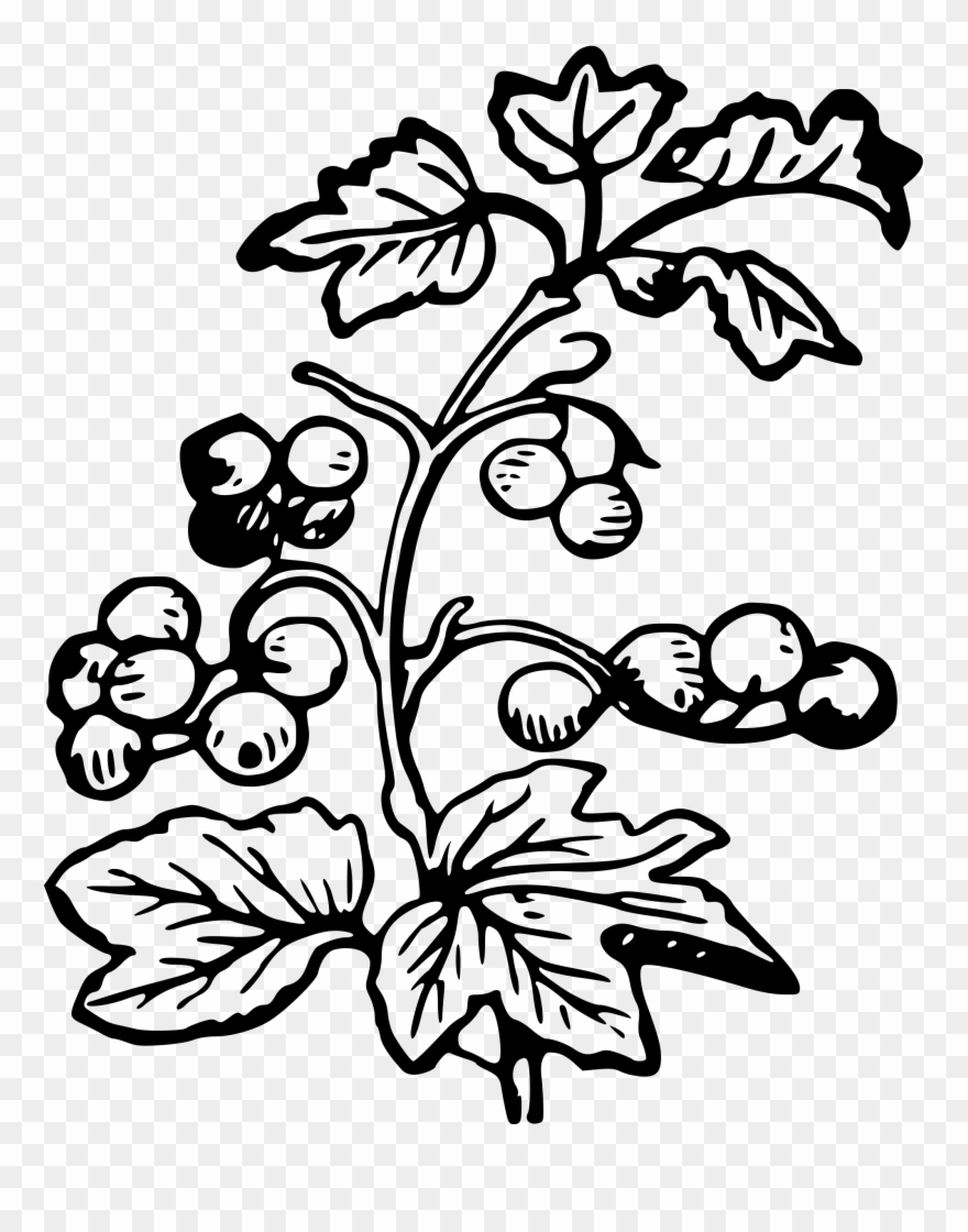 Jpg Black And White And Big Image Png - Berries Black And White Clipart