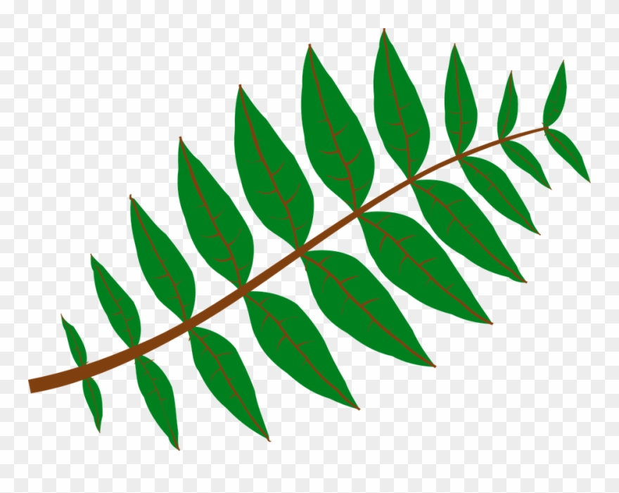 Pinnate Leaf Large 900pixel Clipart, Pinnate Leaf Design - Leaf Clip Art - Png Download