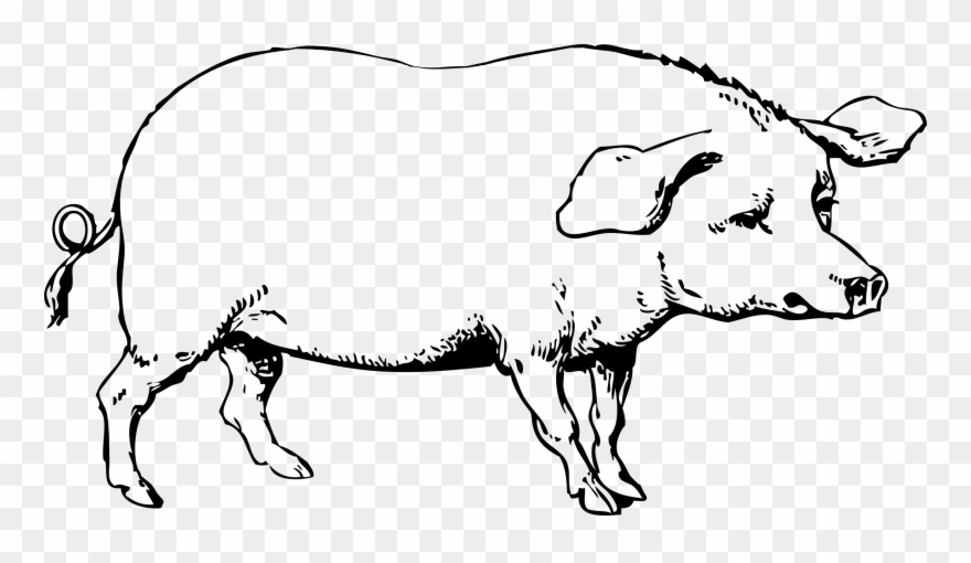 You Can Use These Free Pig Cliparts For Your Documents, - Old Major Animal Farm Drawing - Png Download