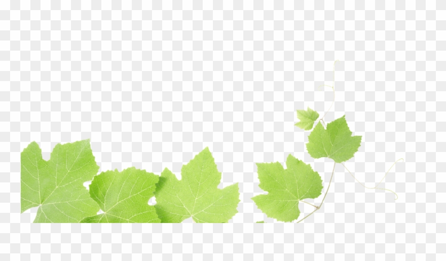 Grape 17 321 Clipart - Beat Depression One Step - Png Download