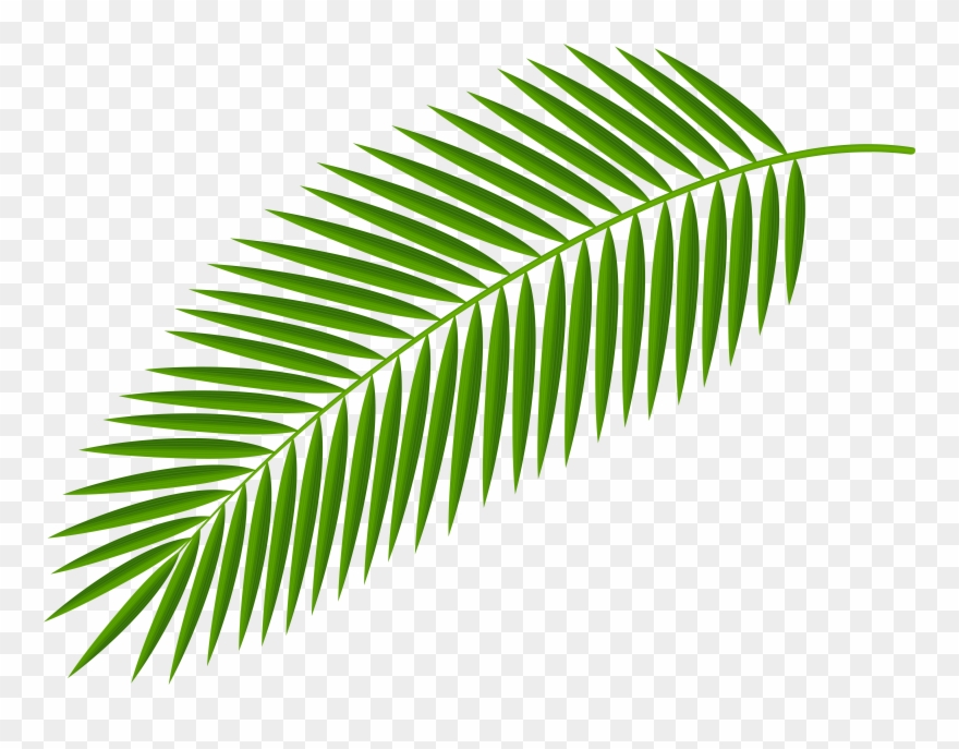 Leaves Clipart Palm Branch - Palm Branch - Png Download