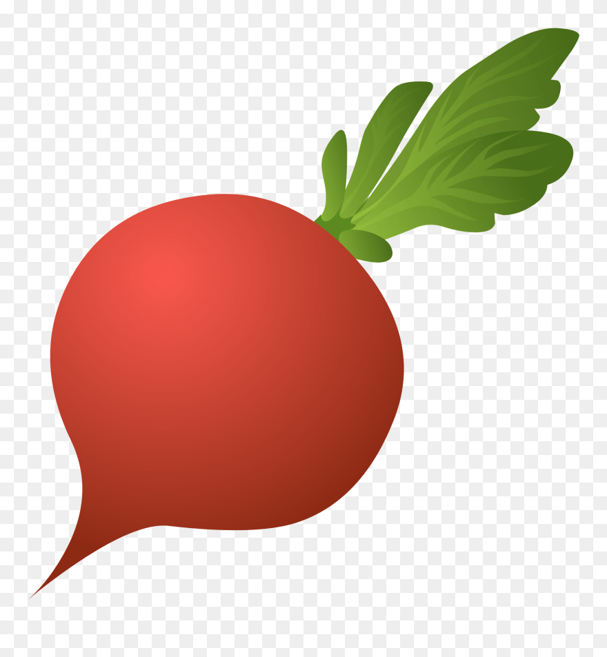 Daikon Vegetable Beetroot Black Spanish Radish - Beet Clipart Png Transparent Png