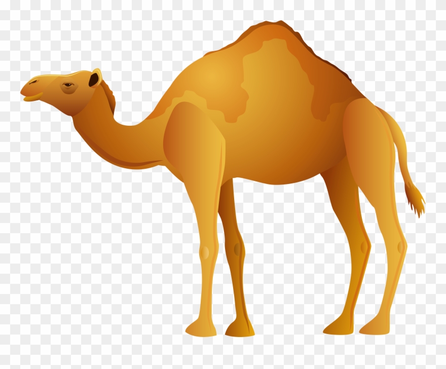 Camel Png Clip Art Transparent Png
