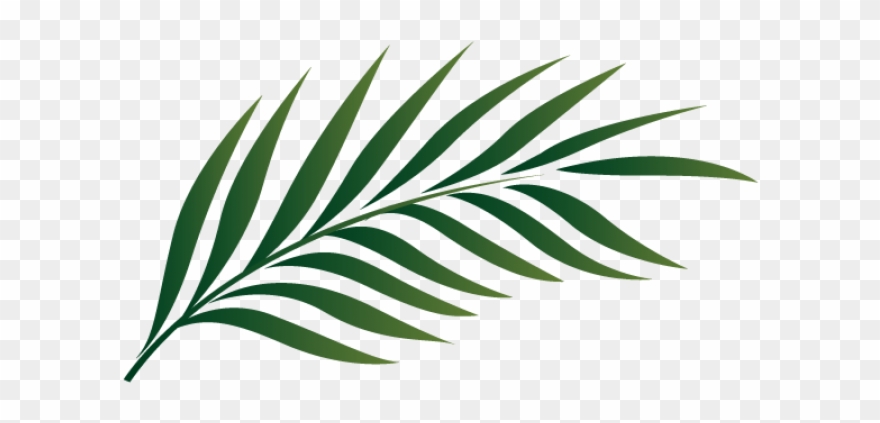 Png Palm Leaf - Palm Leaf Png Clipart
