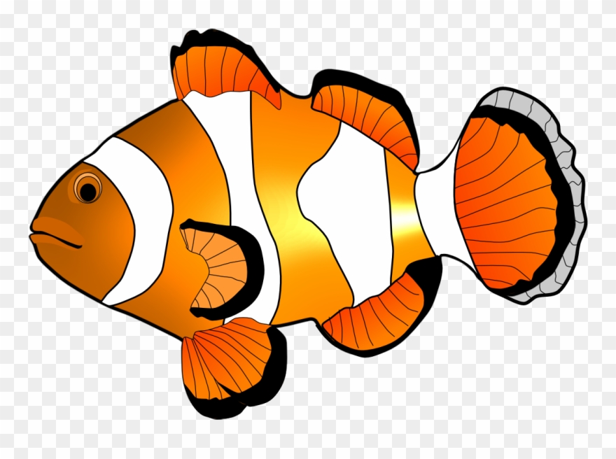 Clownfish Clipart Free Download Clip Art On - Orange Clown Fish Clipart - Png Download