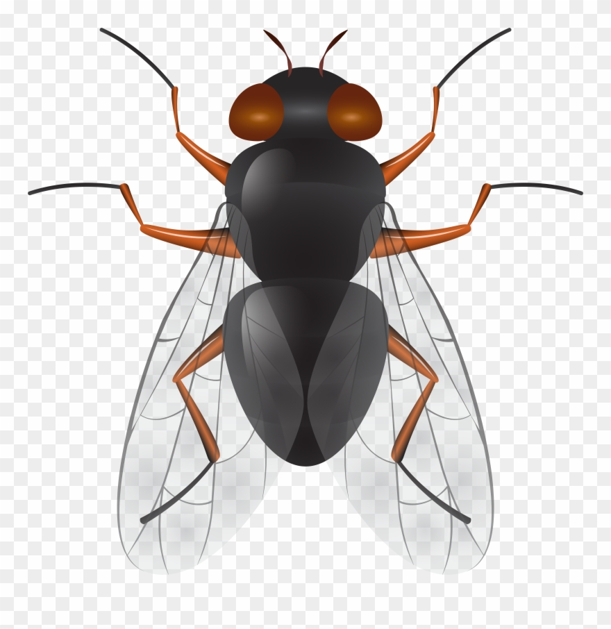 Fly Png Clip Art Best Web Clipart Intended For Fly Transparent Png