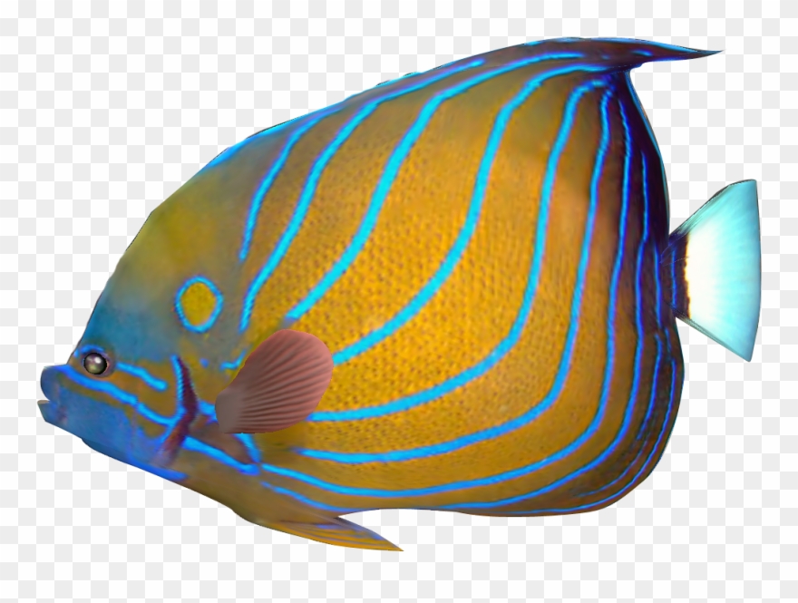 Marine Fish Clipart Transparent Fish - Tropical Fish - Png Download
