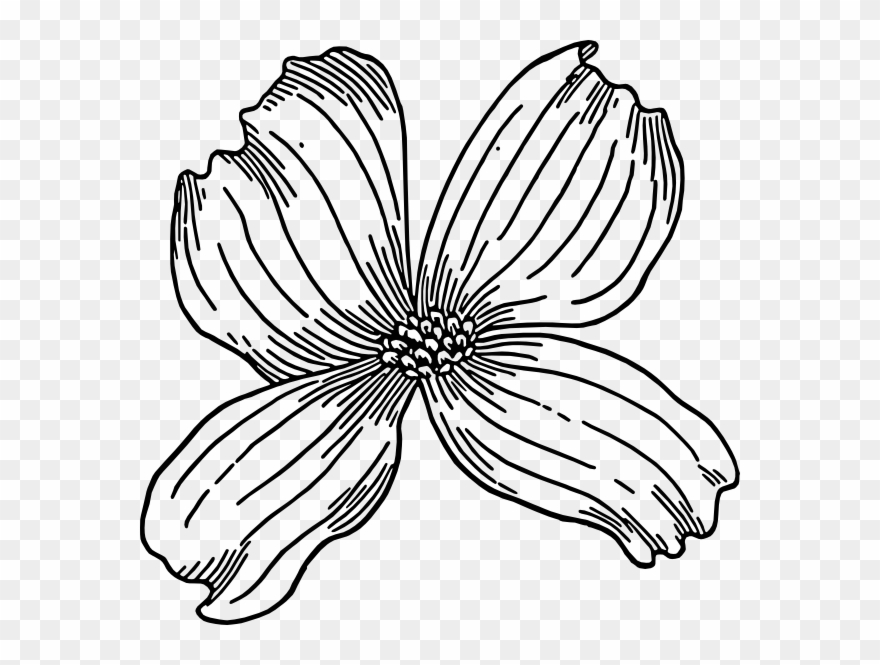 Flower 22 Clip Art - Dogwood Clip Art - Png Download