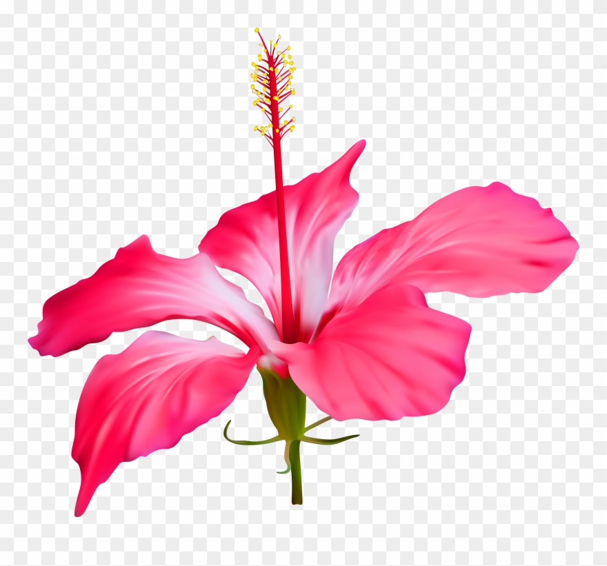Hibiscus Flower Transparent Png Clip Art Event Luau - Hibiscus Flower Transparent Background