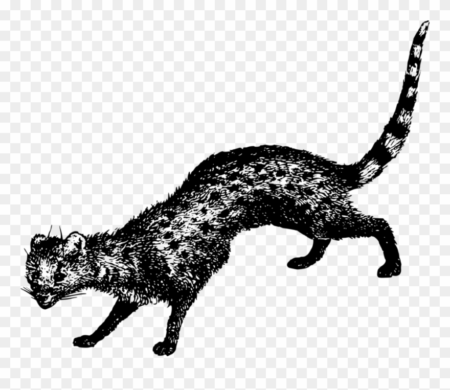Whiskers Wildcat Dog Bear - Civet Cat Logo Png Clipart