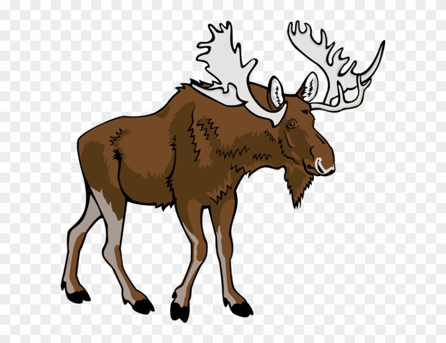 Moose Clip Art - Moose Clipart Png Transparent Png