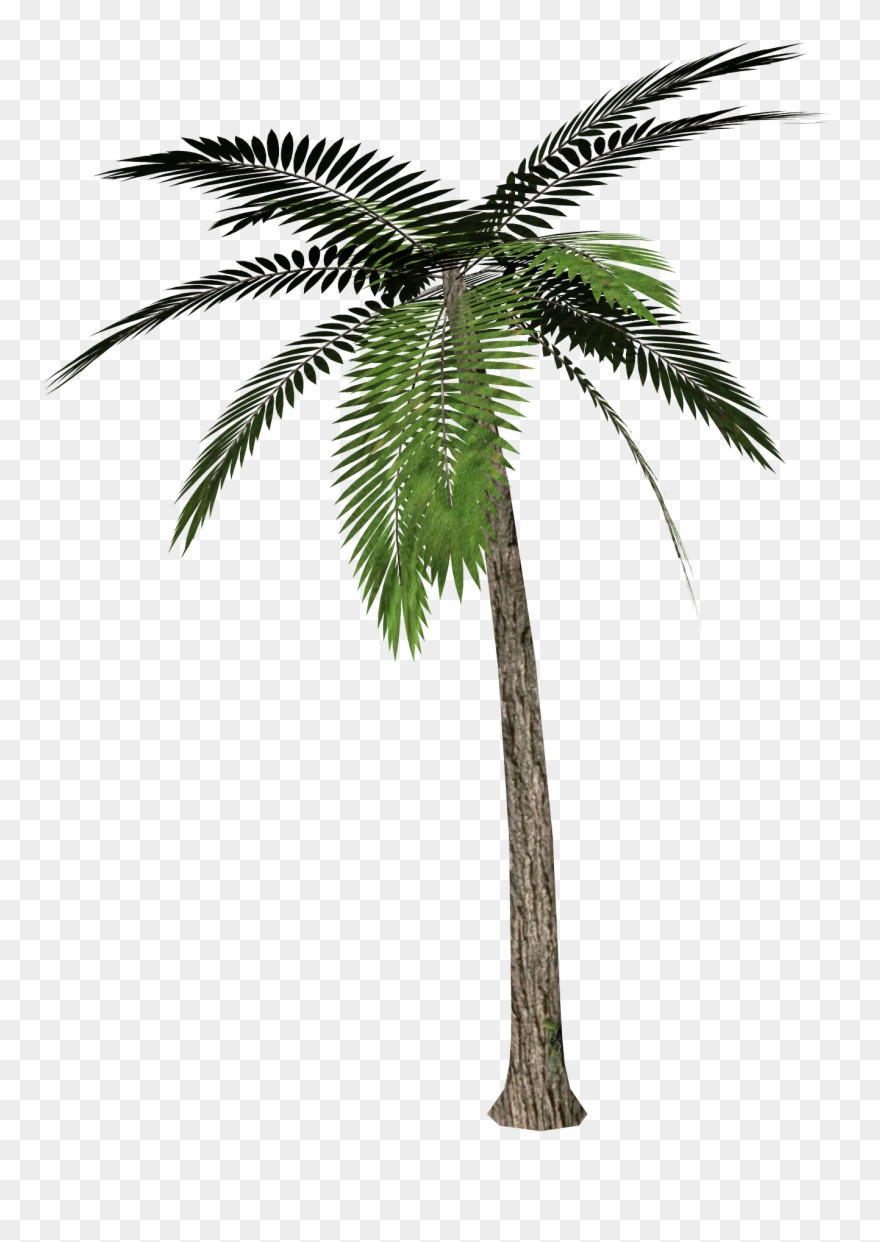 Palm Tree Transparent Background Clipart