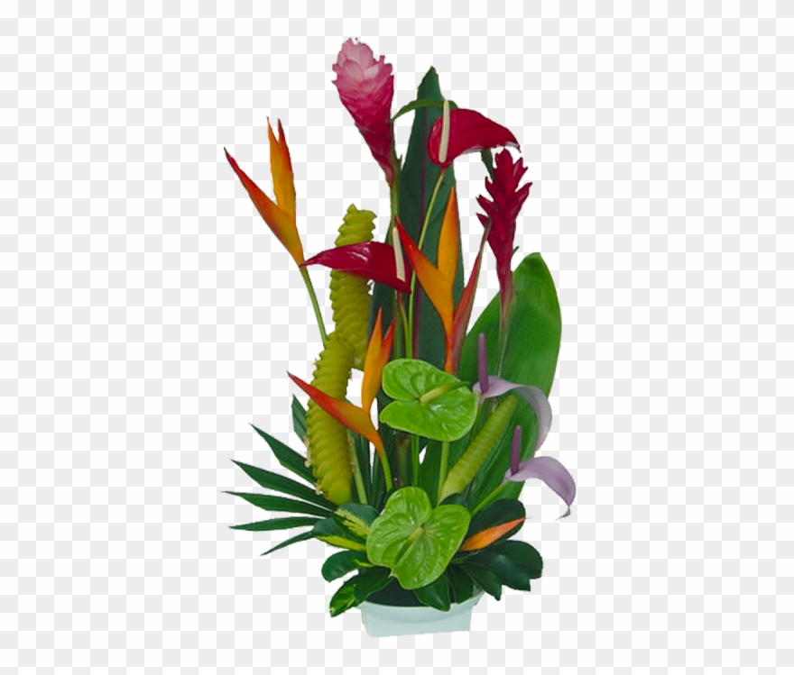 Tropical Flowers Florida Landscaping 20710 Tropical - Tropical Flowers Jungle Clipart - Png Download